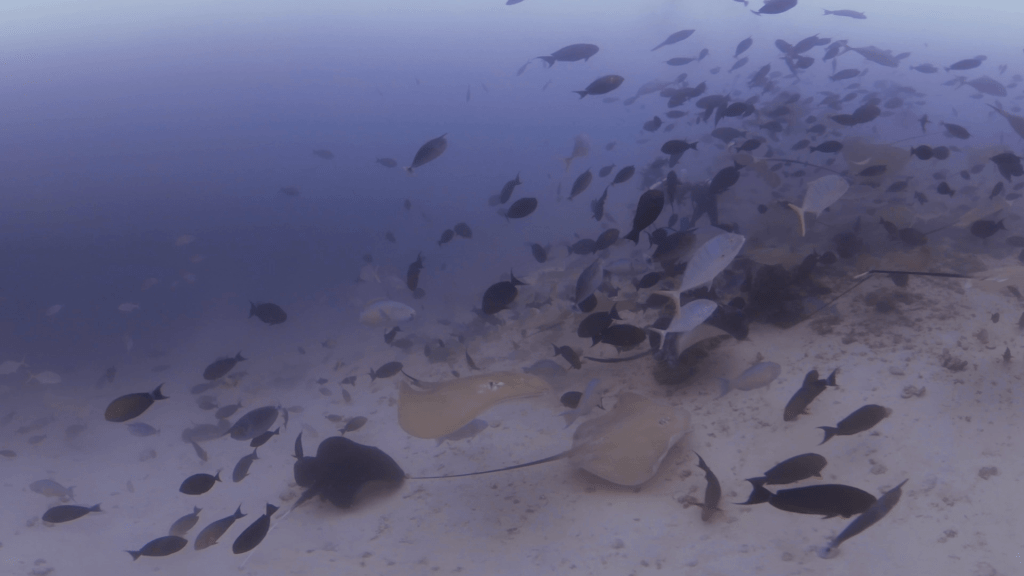 Ray Frenzy: Underwater Feeding Spectacle