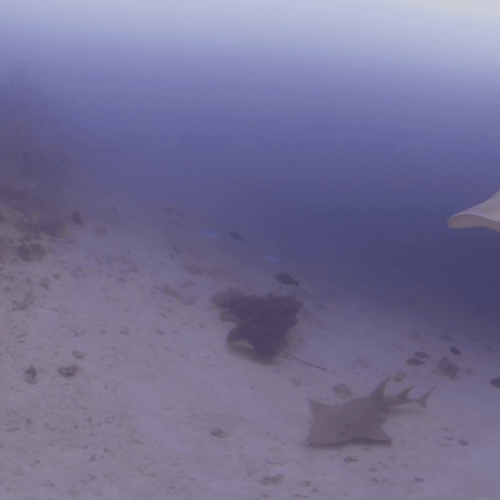 Guitar Shark & Ray Rendezvous