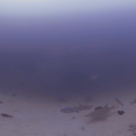 Guitar Sharks & Marble Ray Oasis