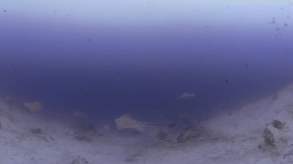 Rays Glide on Sandy Seabed