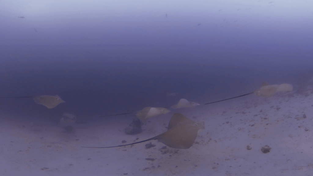 Maldivian Stingray Ballet
