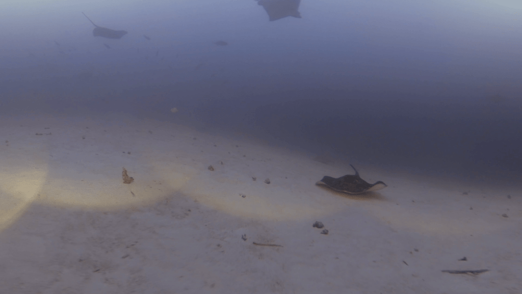 Rays' Realm: Moody Sandy Bottom