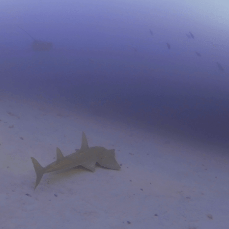 Guitar Shark's Glide