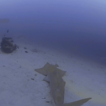 Guitarskark Shadow Dance