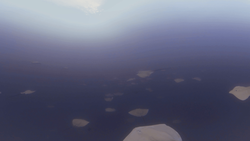 Rays' Ballet: Ocean Serenity