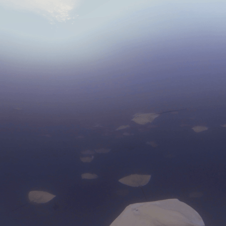 Rays' Ballet: Ocean Serenity