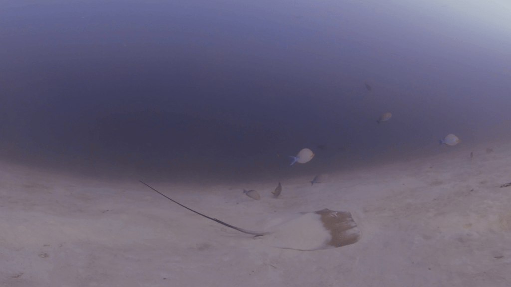 Southern Stingray on Sandy Flats