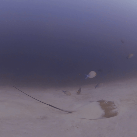 Southern Stingray on Sandy Flats