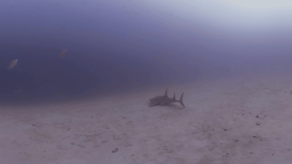 Following a Guitar Shark