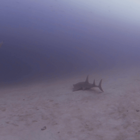 Following a Guitar Shark