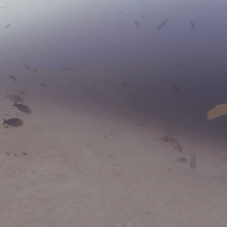 Rays Emerge: Sandy Seabed Encounter