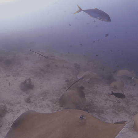 Ray Swarm Convergence