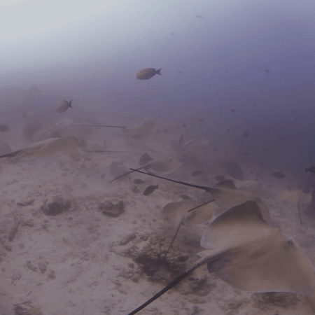 Stingray Ballet