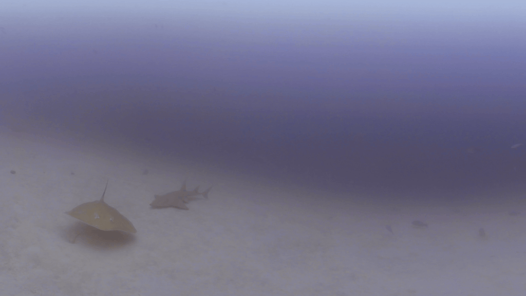 Guitar Shark & Ray Duo