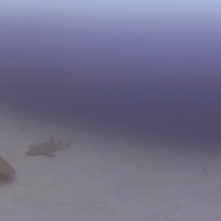 Guitar Shark & Ray Duo