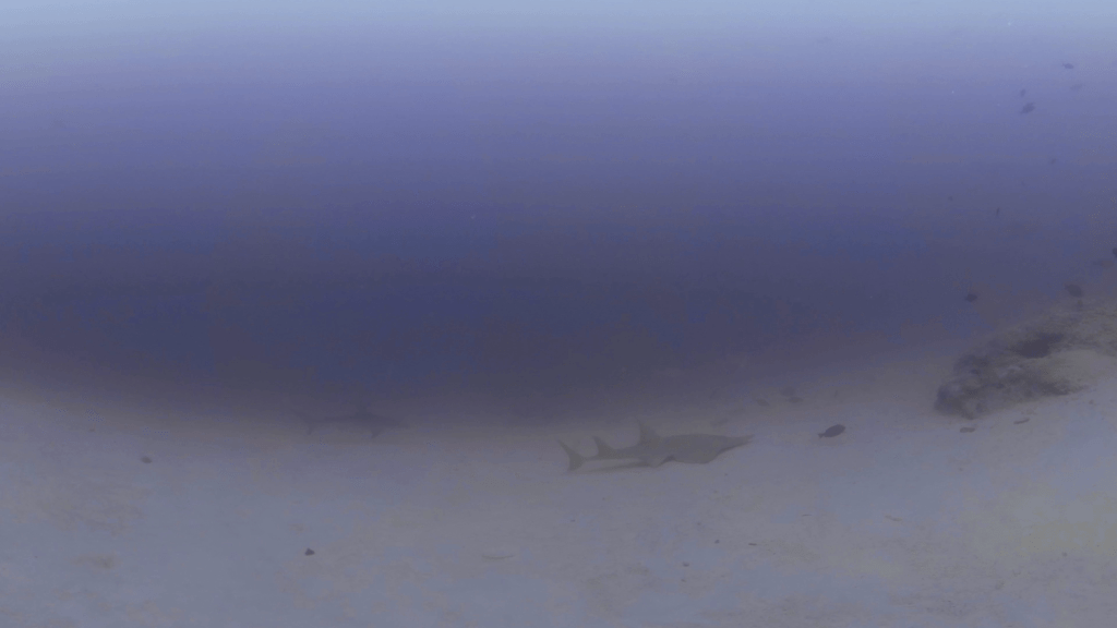 Guitar & Spinner Sharks Glide