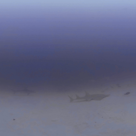 Guitar & Spinner Sharks Glide