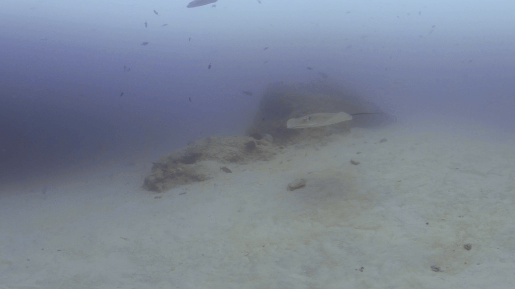 Ray's Glide: Sandy Seabed Serenity