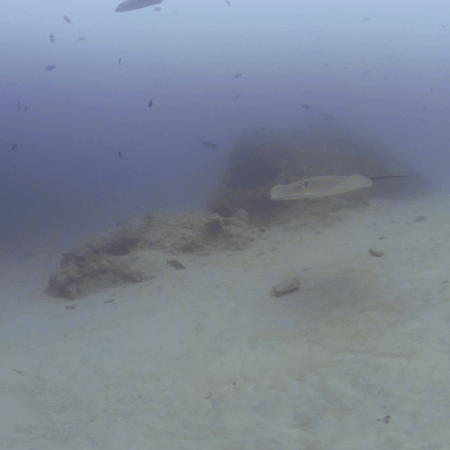 Ray's Glide: Sandy Seabed Serenity