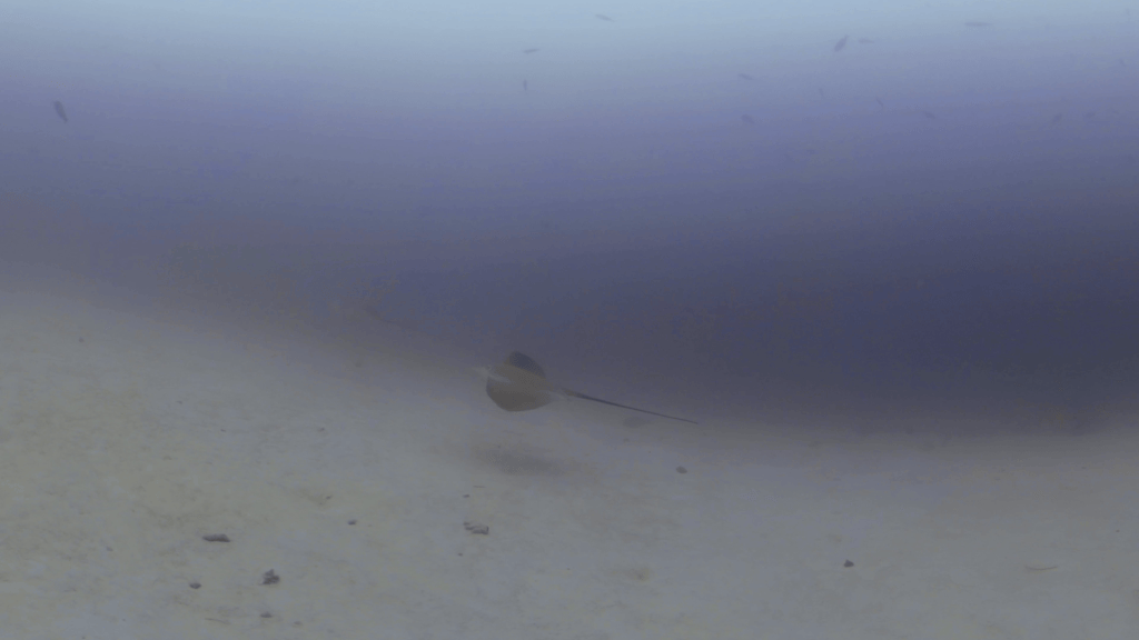 Stingray's Sandy Passage