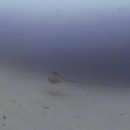Stingray's Sandy Passage