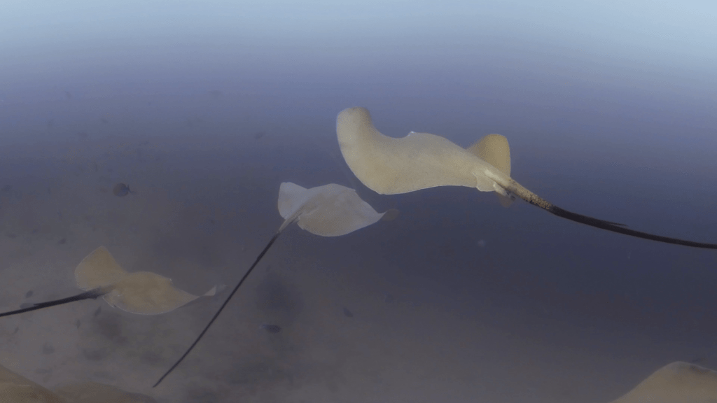 Ray Ballet: A Sandy Bottom Spectacle