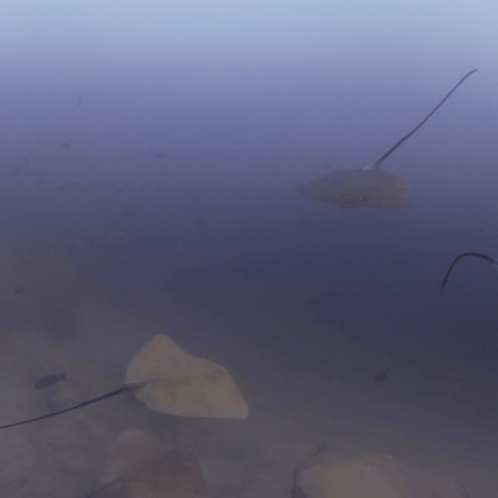 Rays' Ballet: Sandy Seabed Symphony