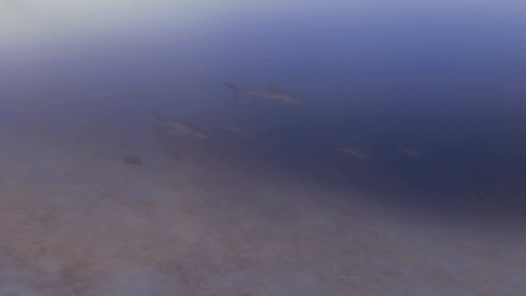 Spinner Sharks in Hazy Depths