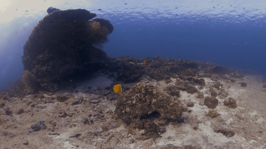 Butterflyfish Basking