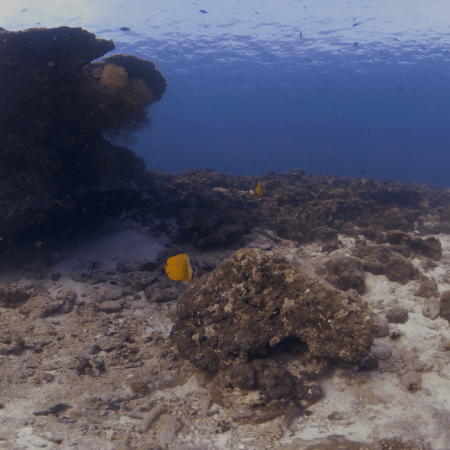 Butterflyfish Basking