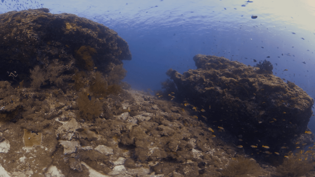 Reef Life: Golden Damsels Abound