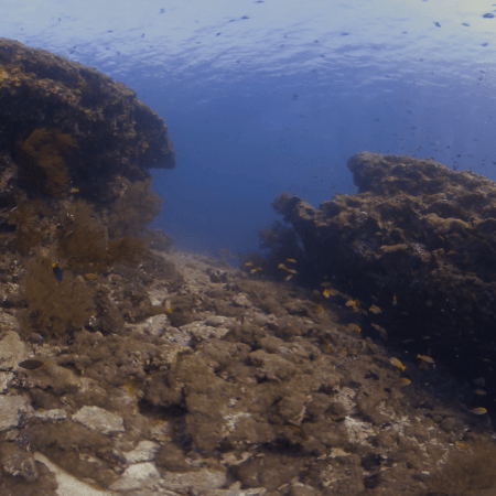 Reef Life: Golden Damsels Abound