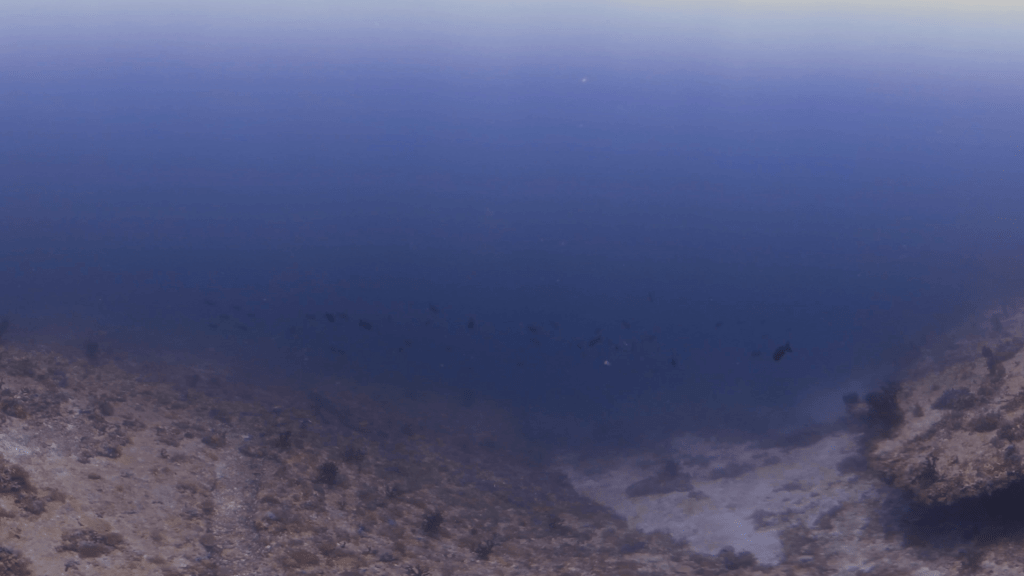 Reef Drop-off: Titan Triggerfish Gaze