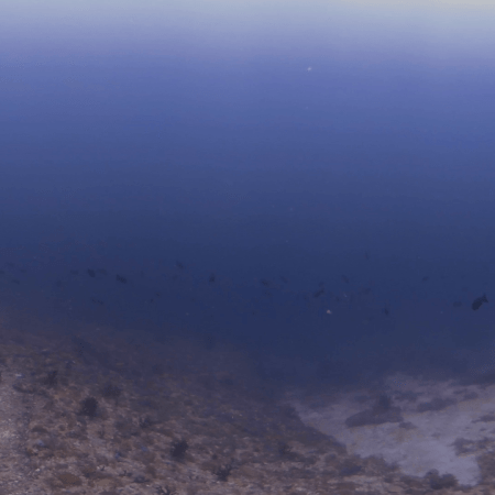 Reef Drop-off: Titan Triggerfish Gaze