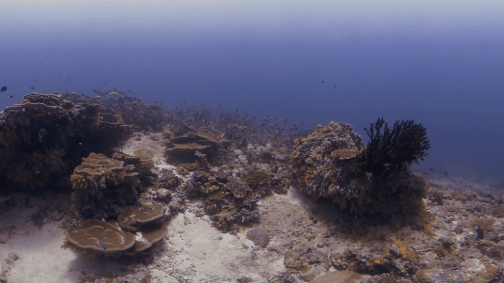 Chasing School Coral Ballet