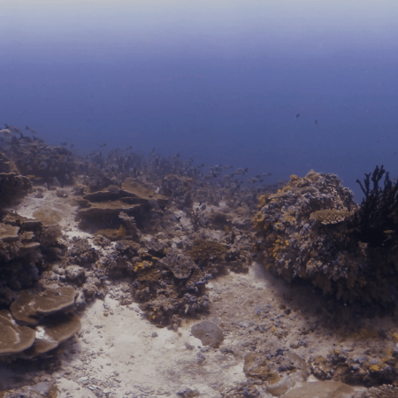 Chasing School Coral Ballet