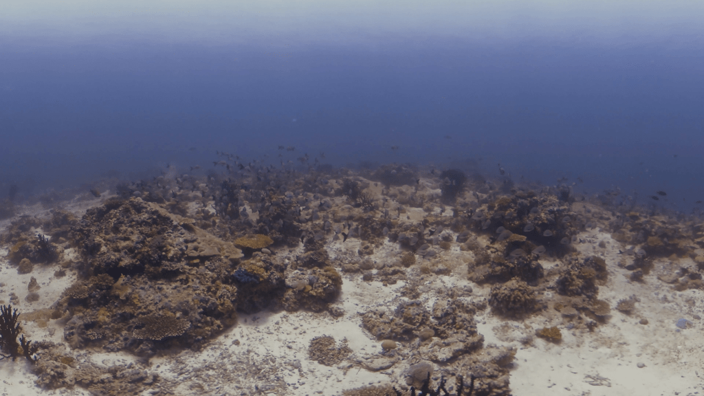 Chasing Silver: Coral Garden Dance
