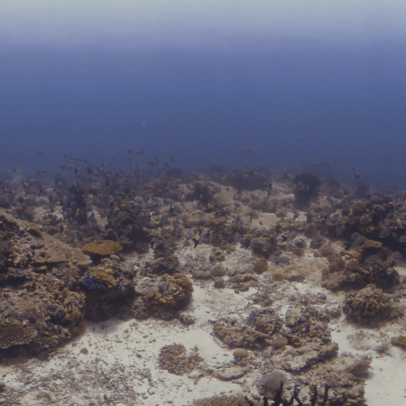 Chasing Silver: Coral Garden Dance