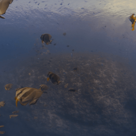 Batfish Haven: Reef Panorama