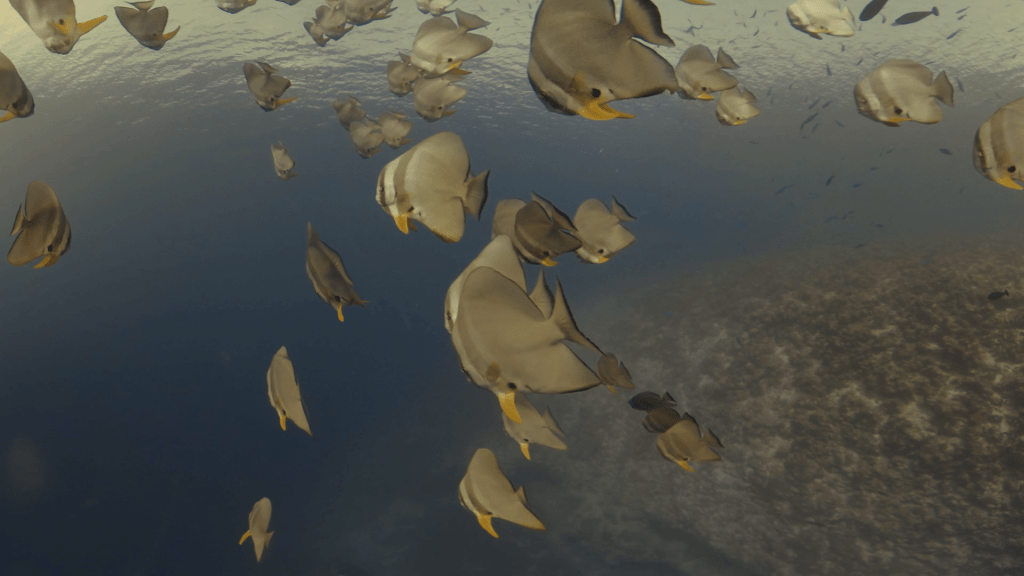 Batfish Ballet