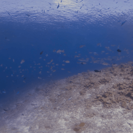 Jacks Patroling Coral Pinnacle