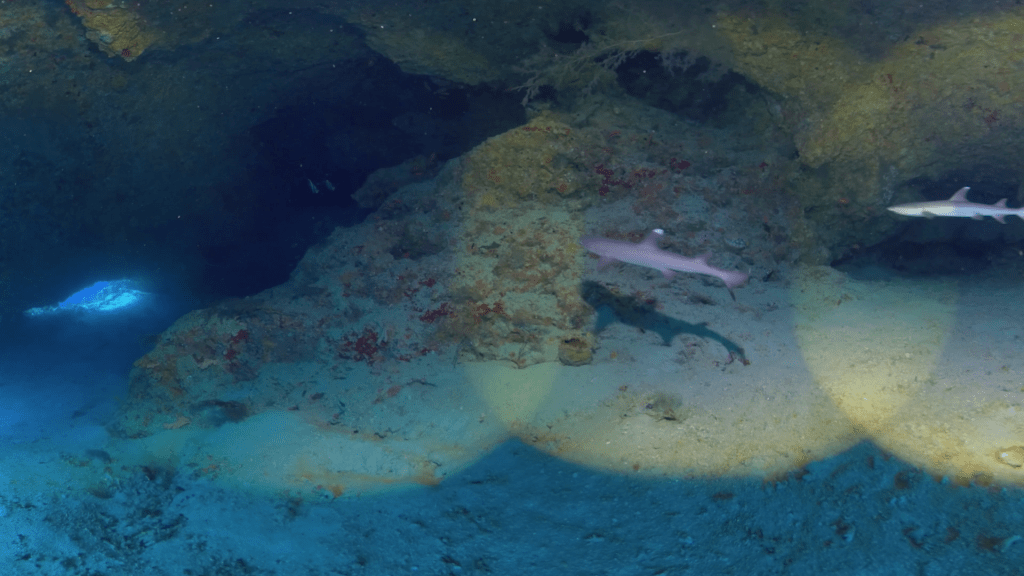 Whitetip Haven: Sharks in a Submerged Cave