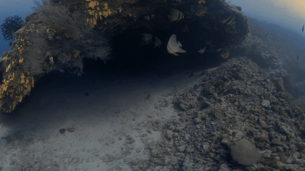 Batfish Cavern Hideaway