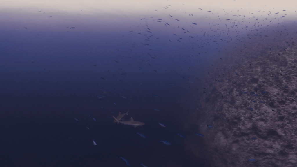 Grey Reef Sharks on Coral Wall
