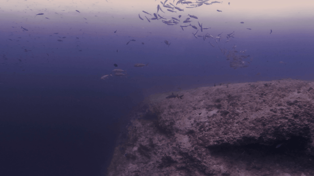 Grey Reef Encounter: Pacific Reefscape