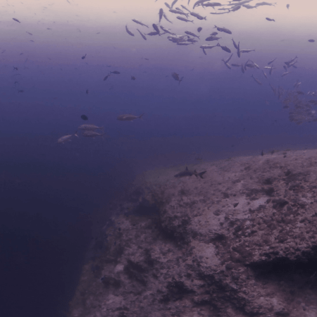 Grey Reef Encounter: Pacific Reefscape