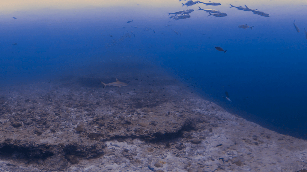 Reef Sharks & Jack School Cave Dive