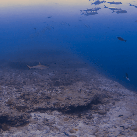 Reef Sharks & Jack School Cave Dive