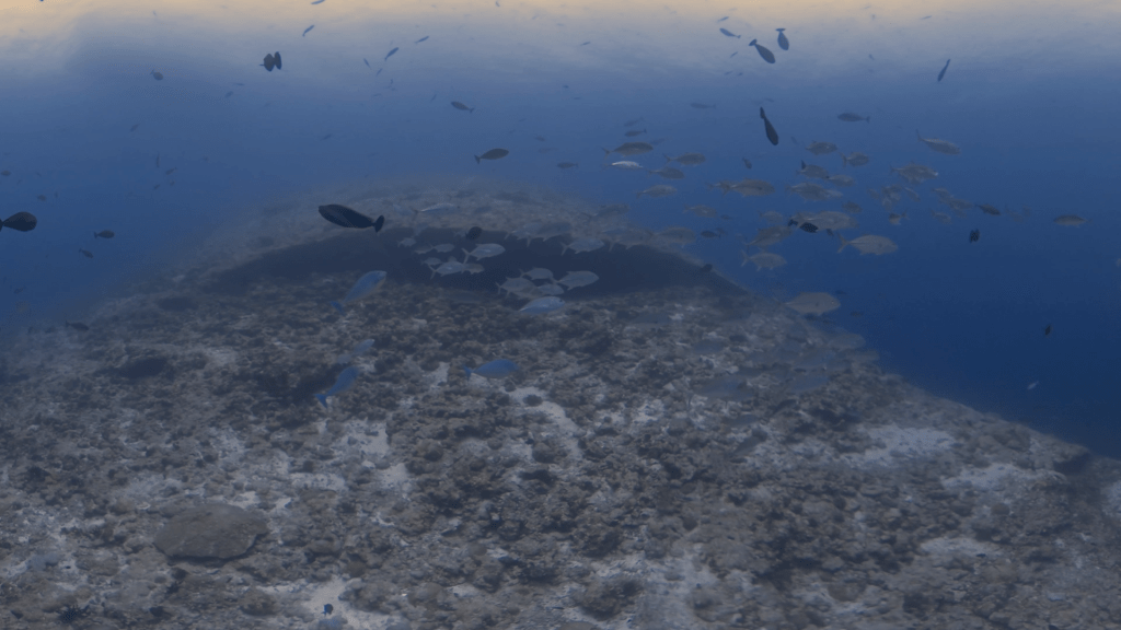 Jacks Around Reef Arch