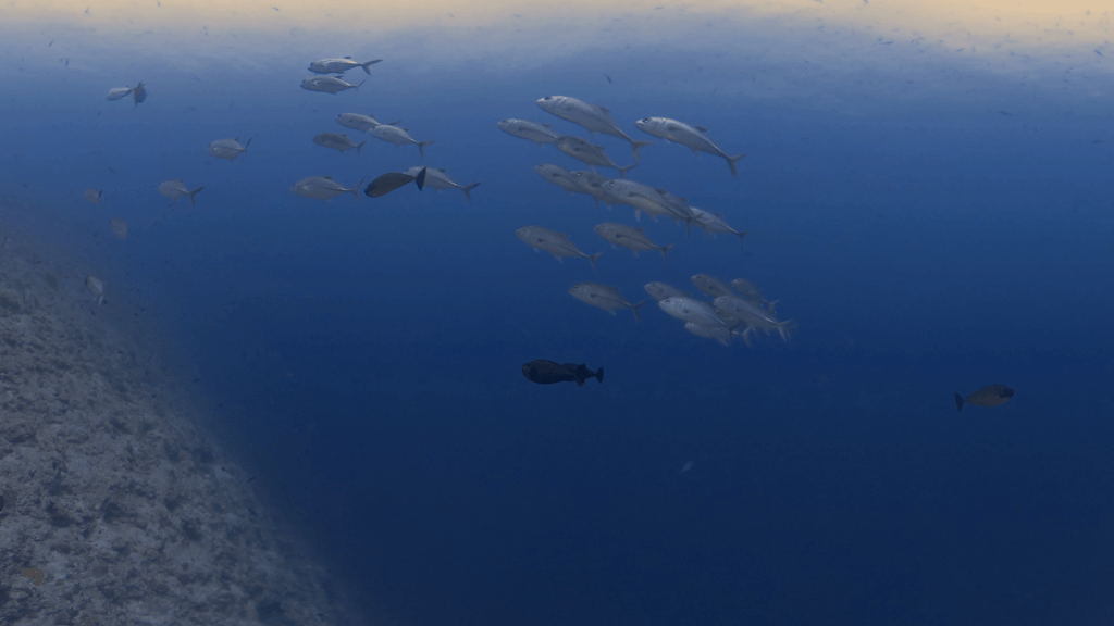 Jacks Circling Deep Blue Hole